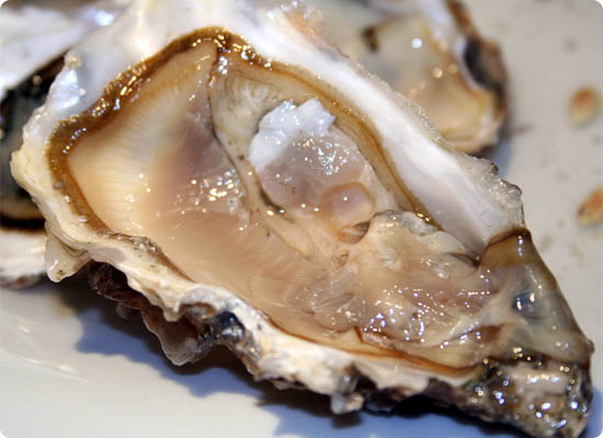 oyster