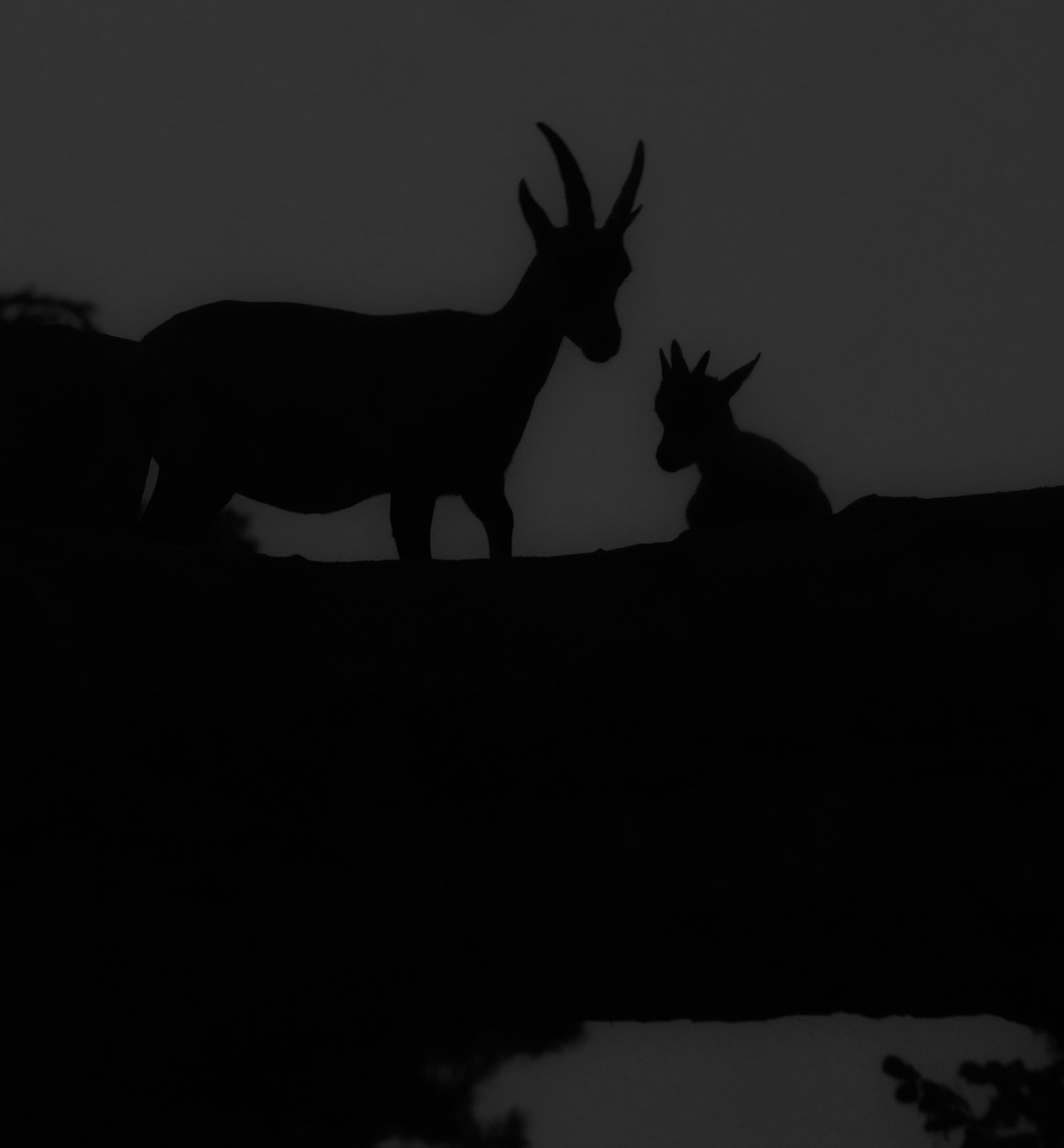 A dark, low-light silhouette of two horned mountain goats standing on a rocky ridge, one adult upright and one smaller goat resting beside it against a dim evening sky