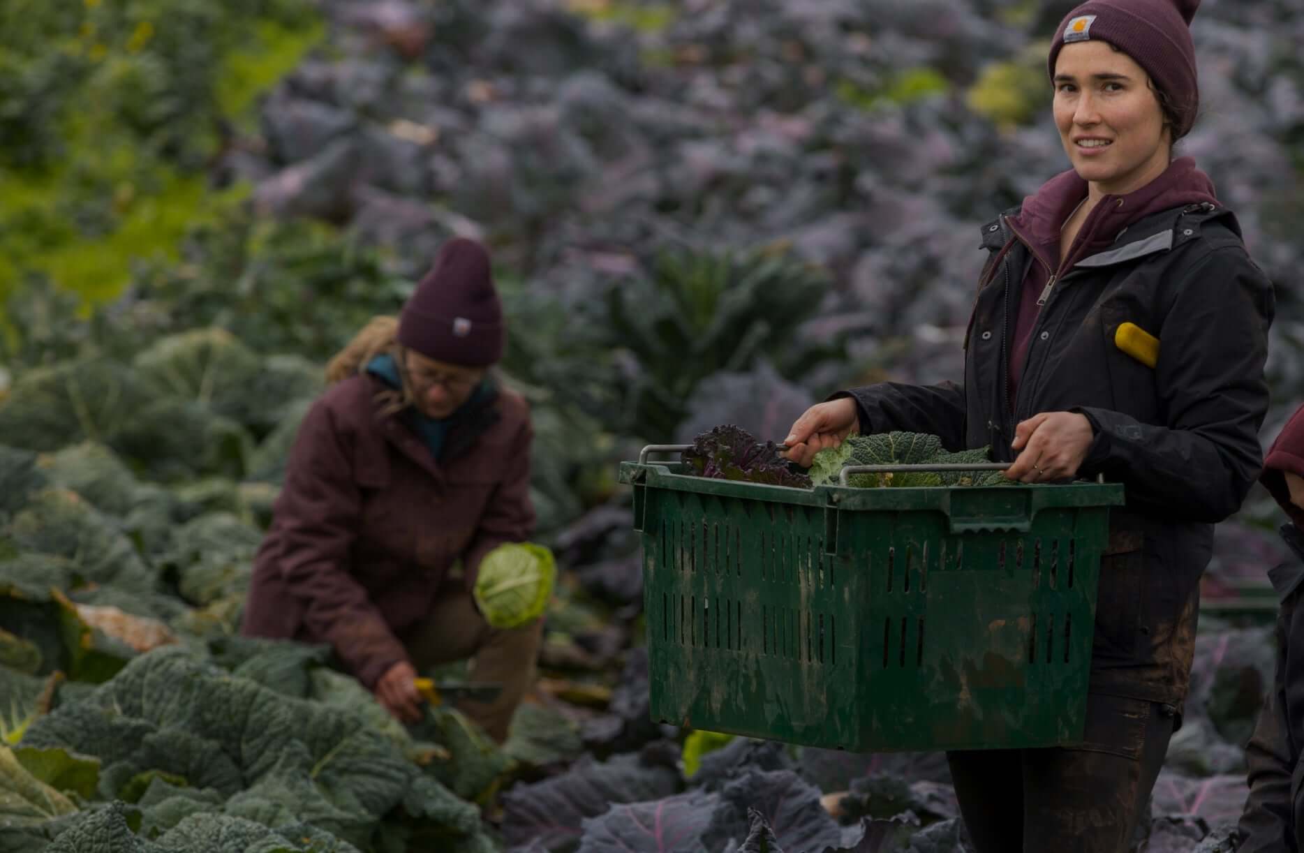 Dressed in Carhartt workwear, two farmers harvest cabbages