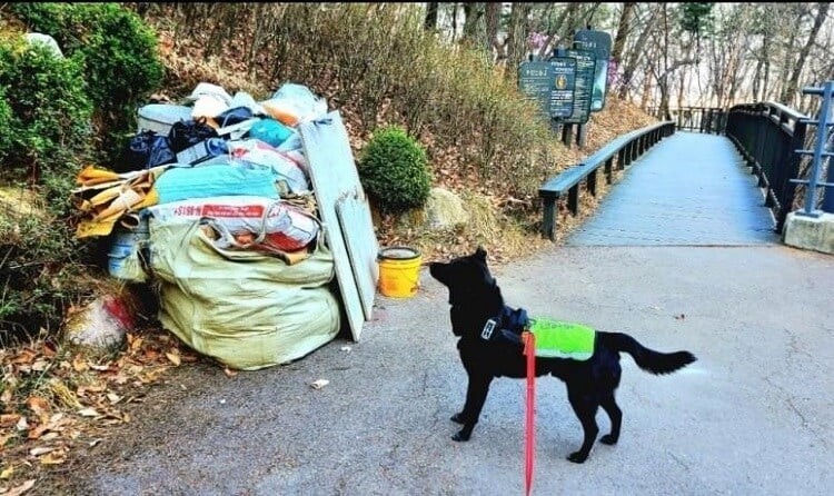 Dog on a leash, looking at a roadside pile of trash 