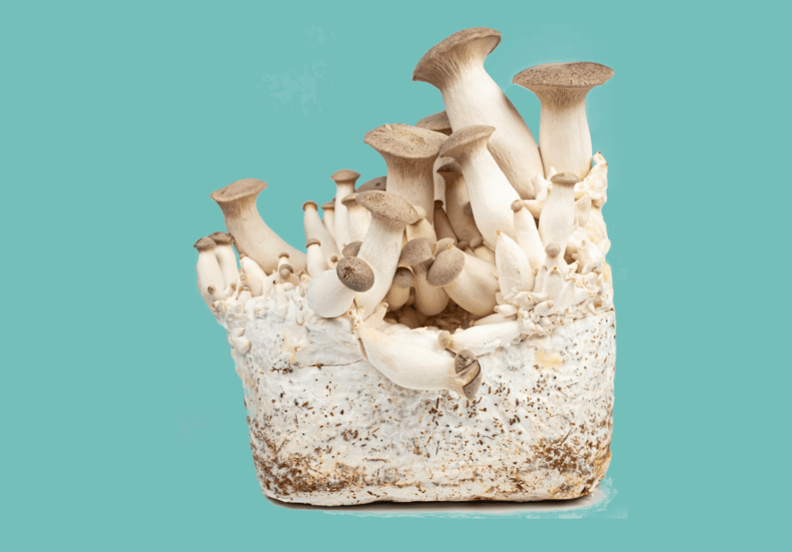 King trumpet mushrooms growing on substrate