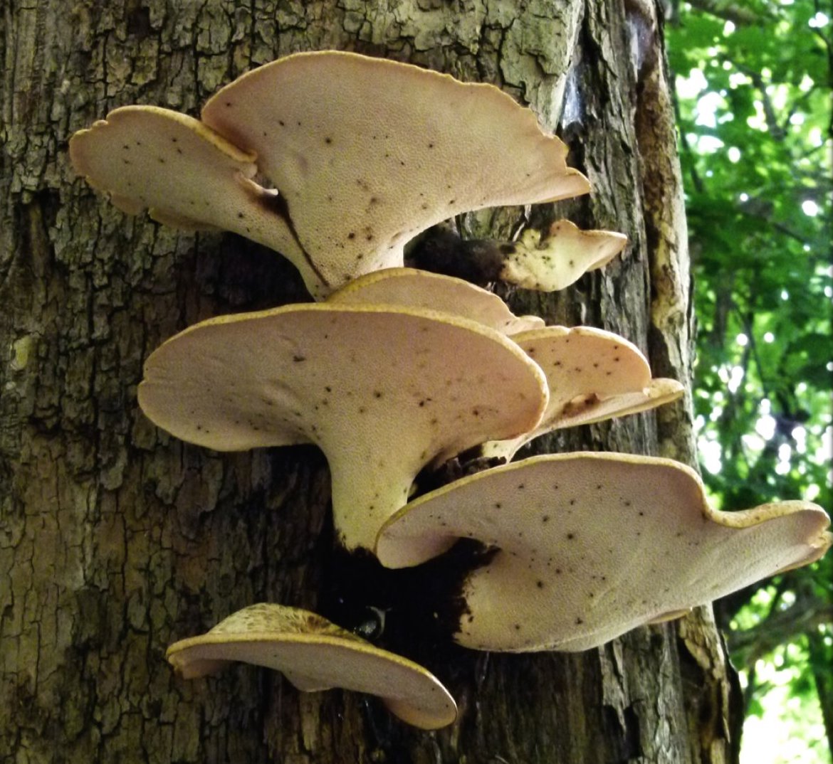 Грибы которые растут на деревьях фото. Трутовик вешенки березовая. Вешенка рожковидная. Древесный гриб трутовик. Трутовик вешенки.