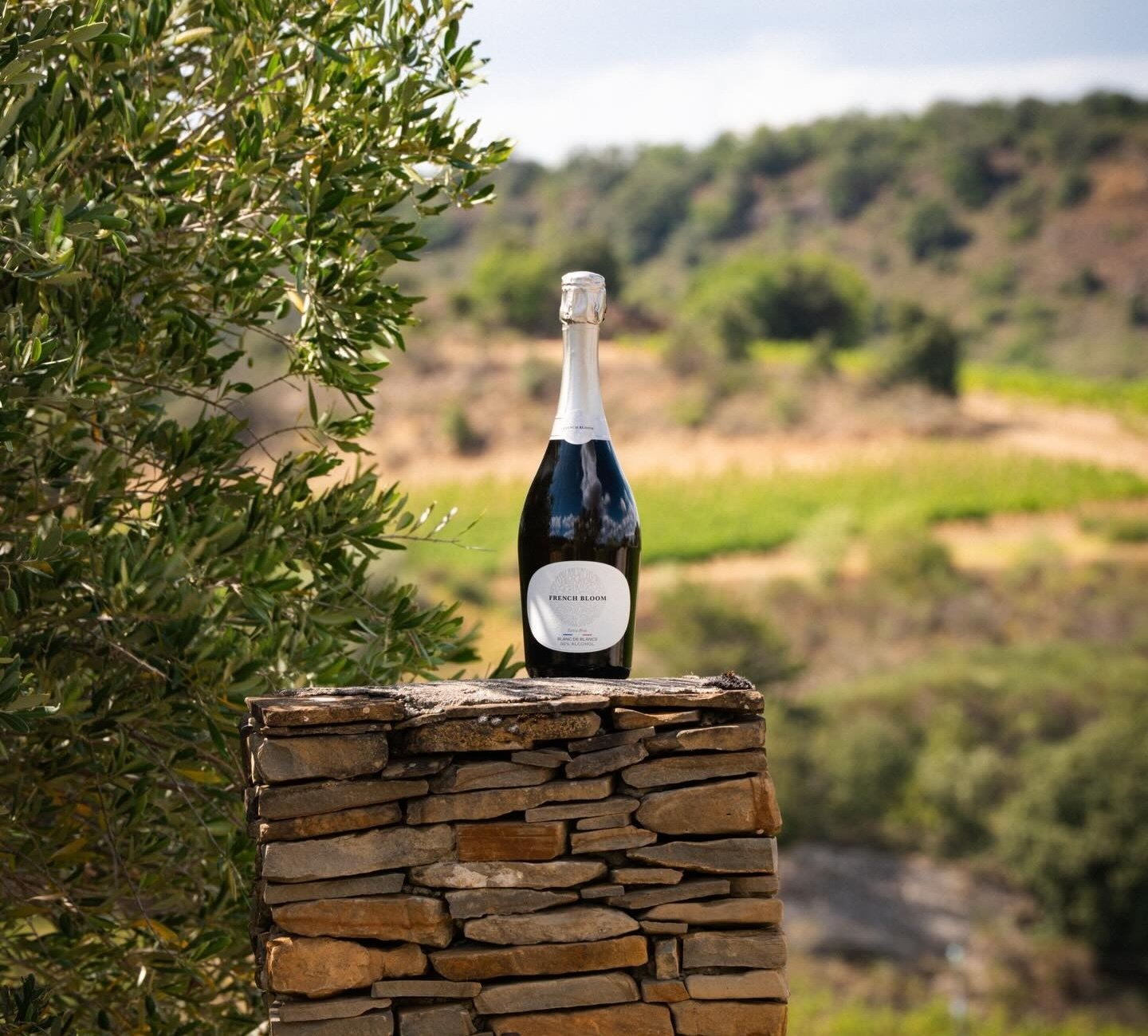 A French Bloom Blanc de Blancs bottle standing on a dry-stone pillar, with an olive tree and green hillside in the background 