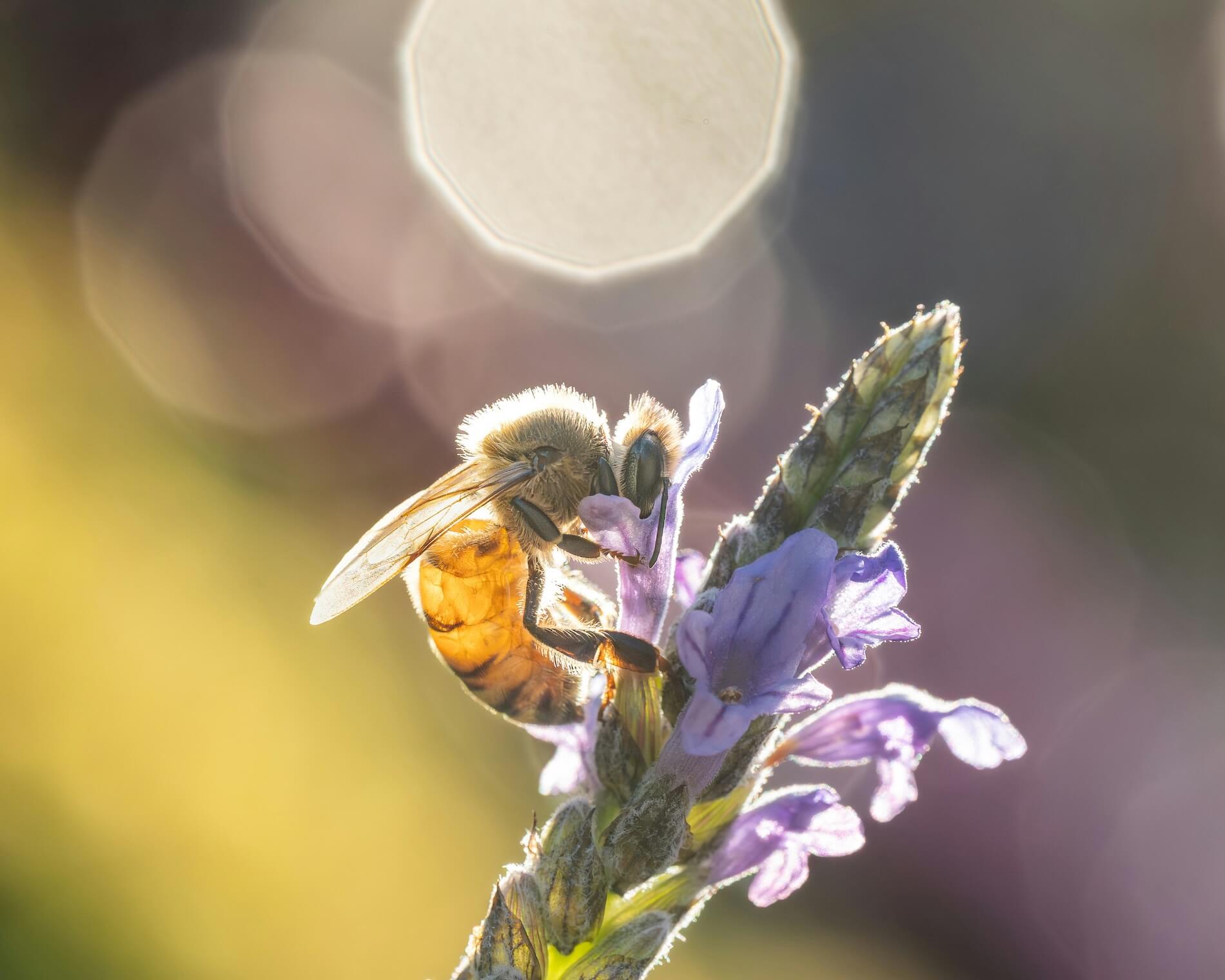 A honeybee perched on a lavender flower spike, backlit by warm sunlight with a soft bokeh background 