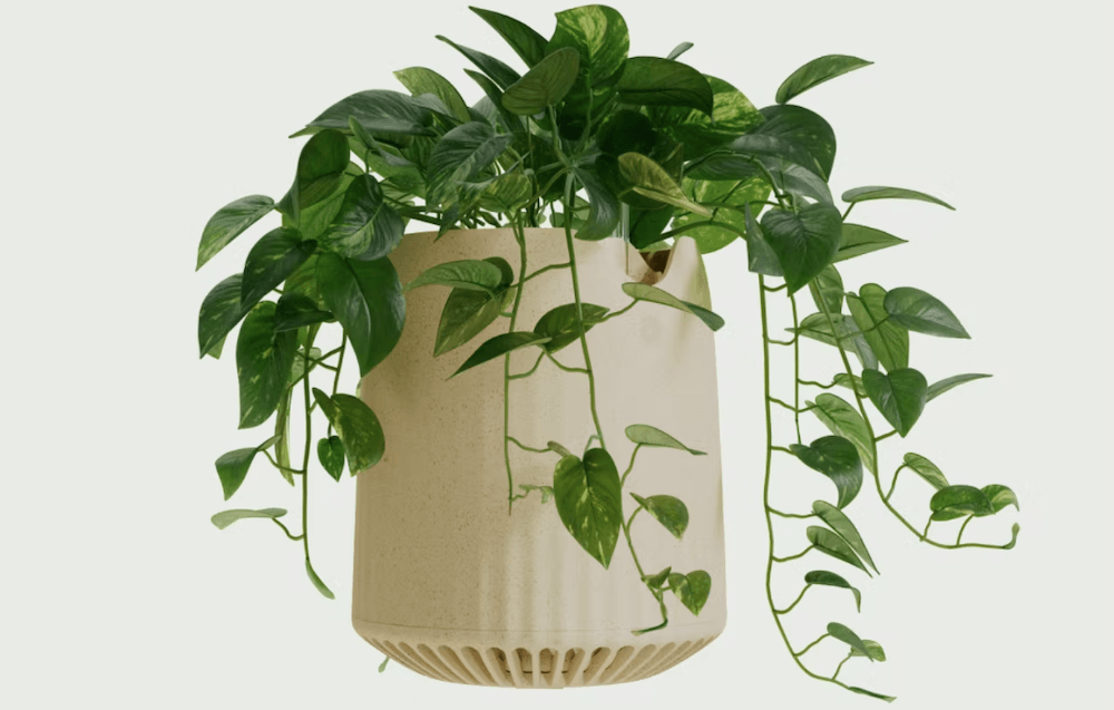 Neoplants engineers common houseplant for airpurifying superpowers