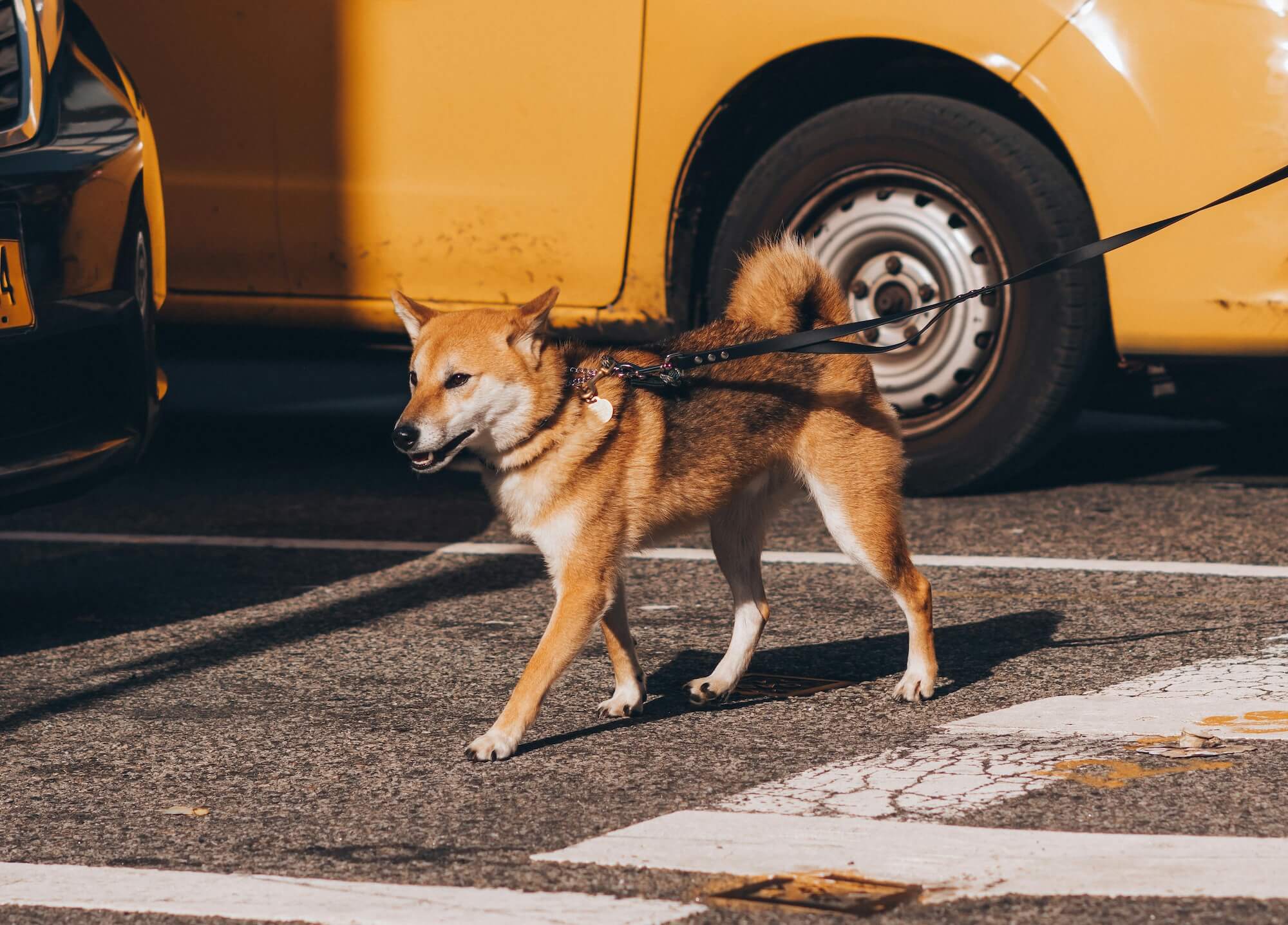 A Shiba Inu on a leash walks across a sunlit asphalt crosswalk in New York City, with a yellow NYC taxi van parked in the background 