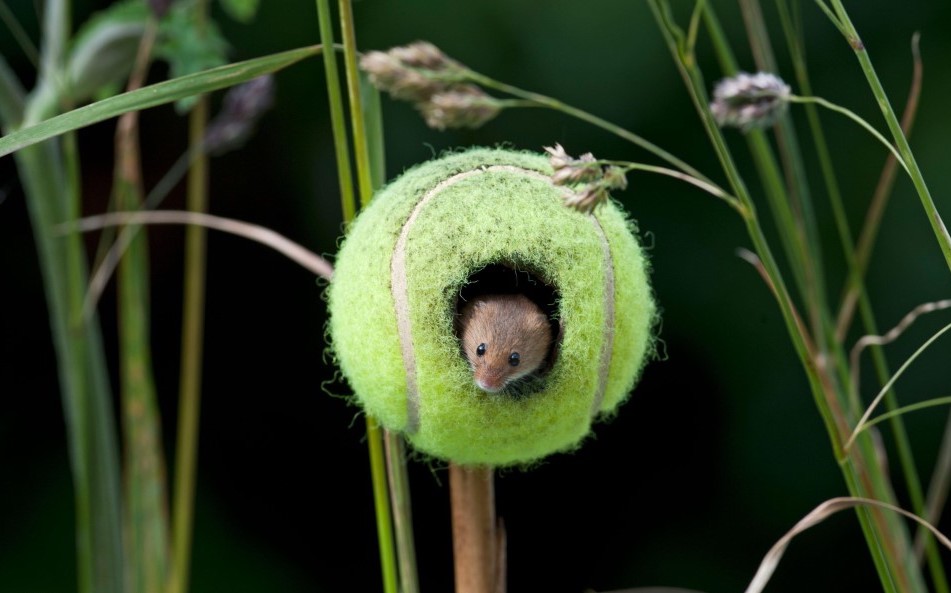 A tiny mouse peaking out from inside a tennis ball 