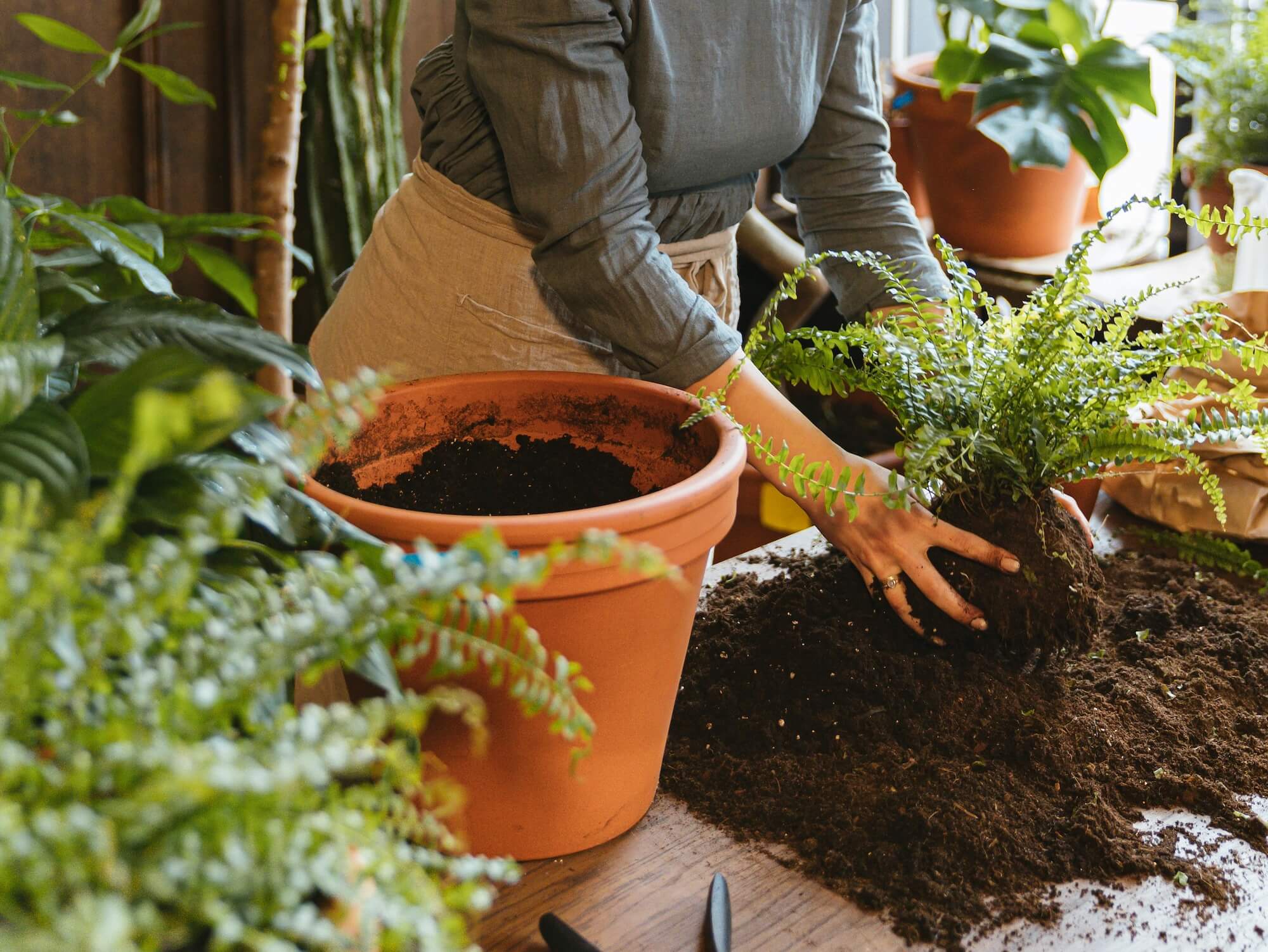 A woman in a grey long-sleeved top and apron repots a fern into a terracotta pot, surrounded by dark soil and lush green houseplants in a sunlit indoor setting 